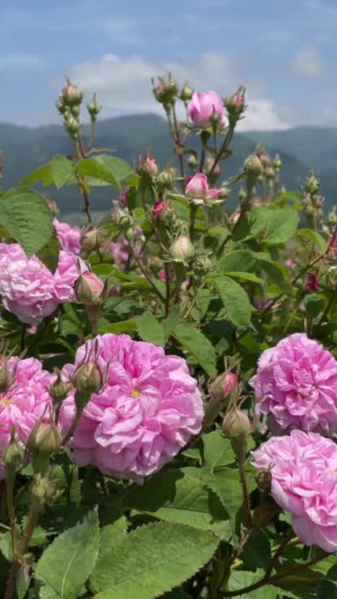 La Rose de Damas (1)